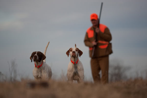 ENGLISH POINTER ON POINT