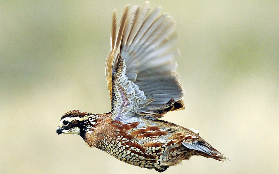 bobwhite quail flying