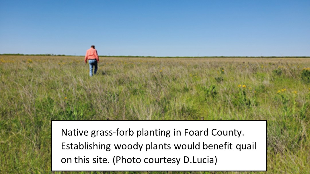 Manager’s Minute Woody Cover for Quail Rolling Plains Quail Research