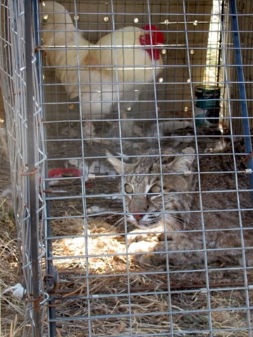 LIVE BAIT CAGE FOR USE IN LIVE TRAPS