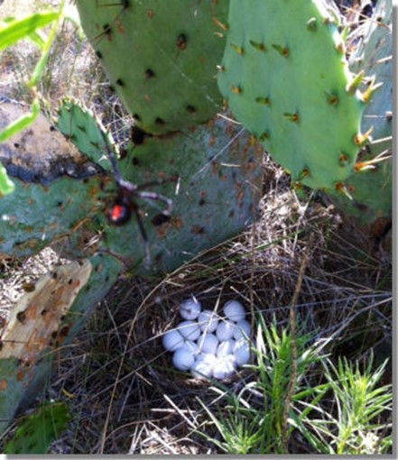 Exploring Nesting Habitat of Bobwhite Quail in Texas: Insights